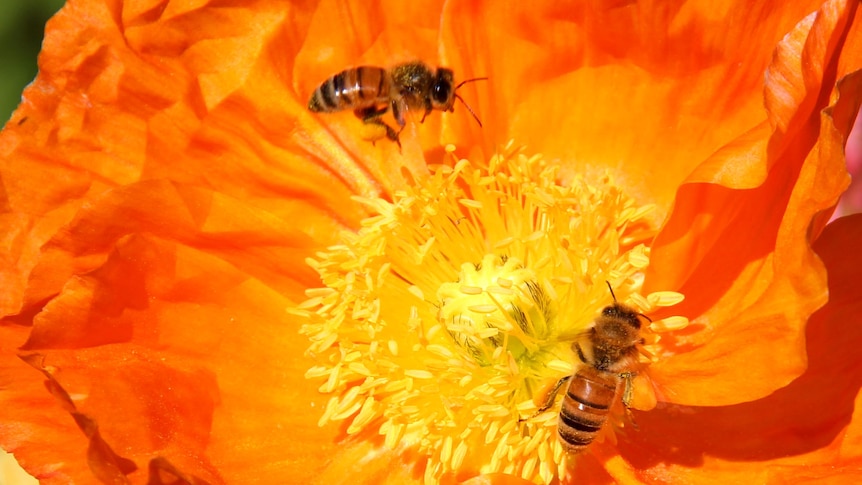 Bees enjoy springtime.