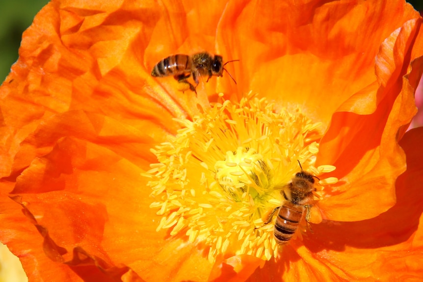 Bees enjoy springtime.