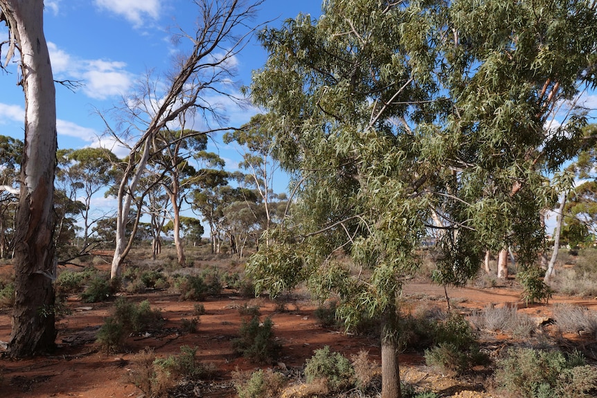 Native Australian trees grow from the red dirt, against a bright blue sky.