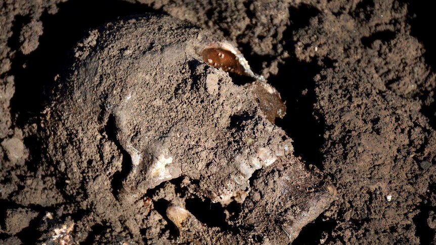 A close up of a skull caked in earth in a mass grave found in Iraq.