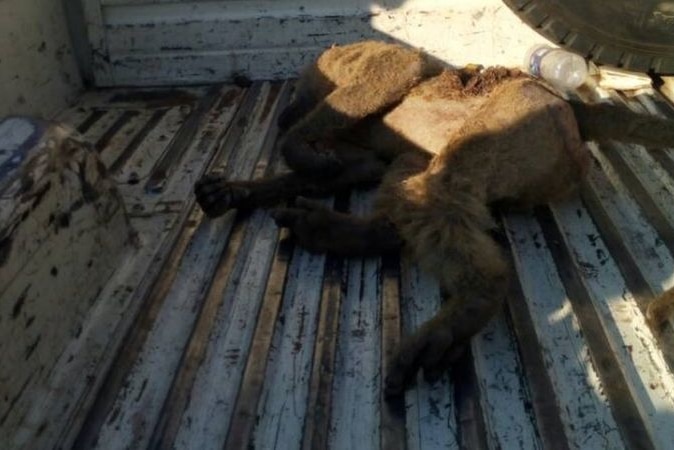 A baboon lies injured in the back of a vehicle after receiving an electric shock at a Zambian power station.