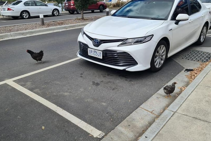 chickens on a road