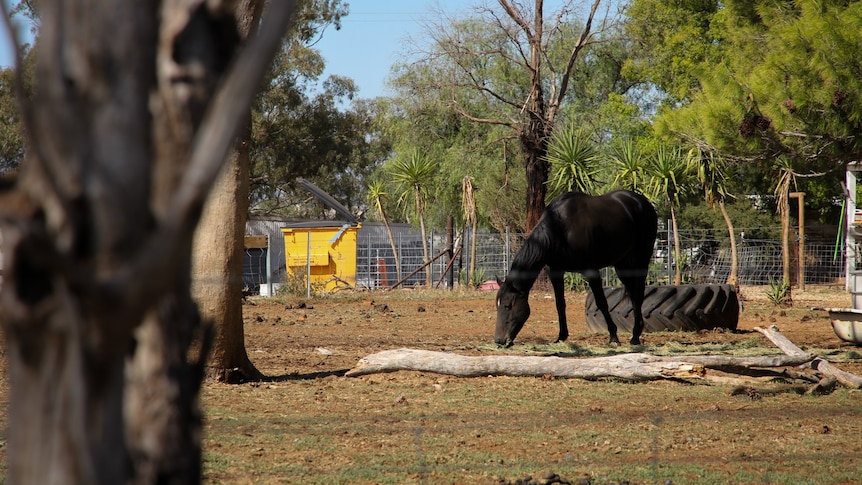 A dark horse eating grass in a field.