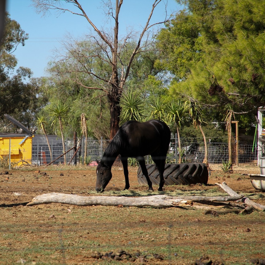 A dark horse eating grass in a field.