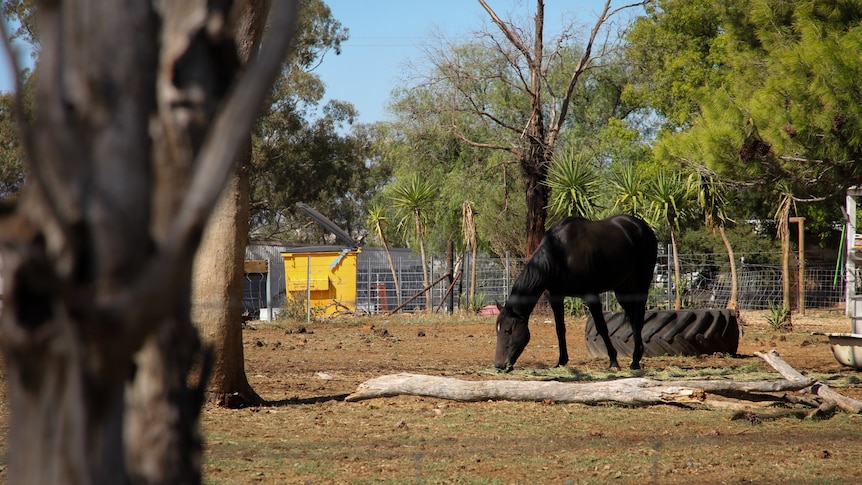 A tree in the foreground with a black grazing horse in the distance.