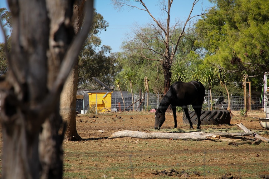 A dark horse eating grass in a field.