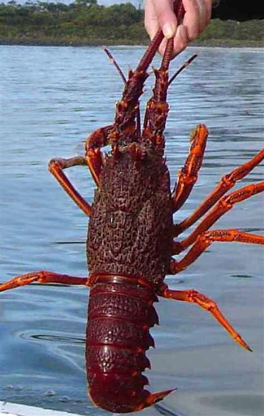 Local Rock Lobsters Back On Chinese Menus - ABC News