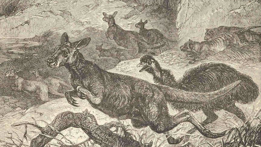 Black and white sketch of kangaroos, emus and Tasmanian tigers.