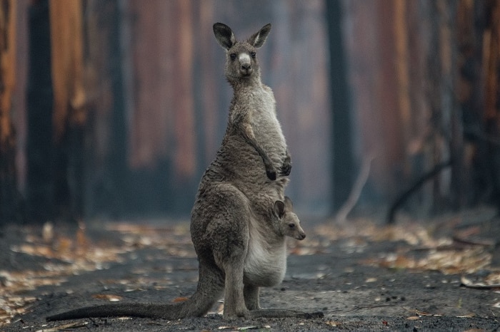 A kangaroo with joey in its pouch in burnt surroundings.