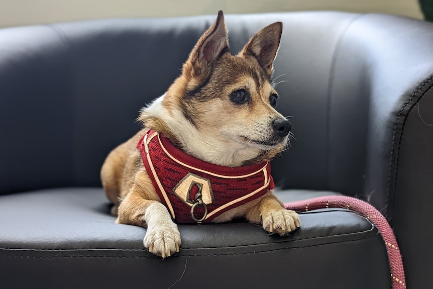 A dog in a red vest sits on a chair 