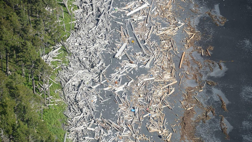 Debris on the east side of Core Point, Alaska
