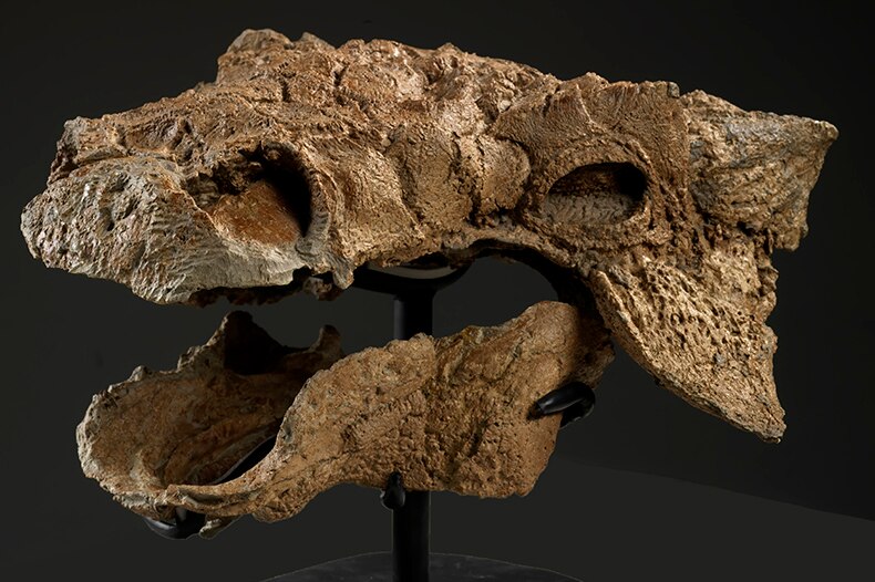 Skull of Zuul crurivastator