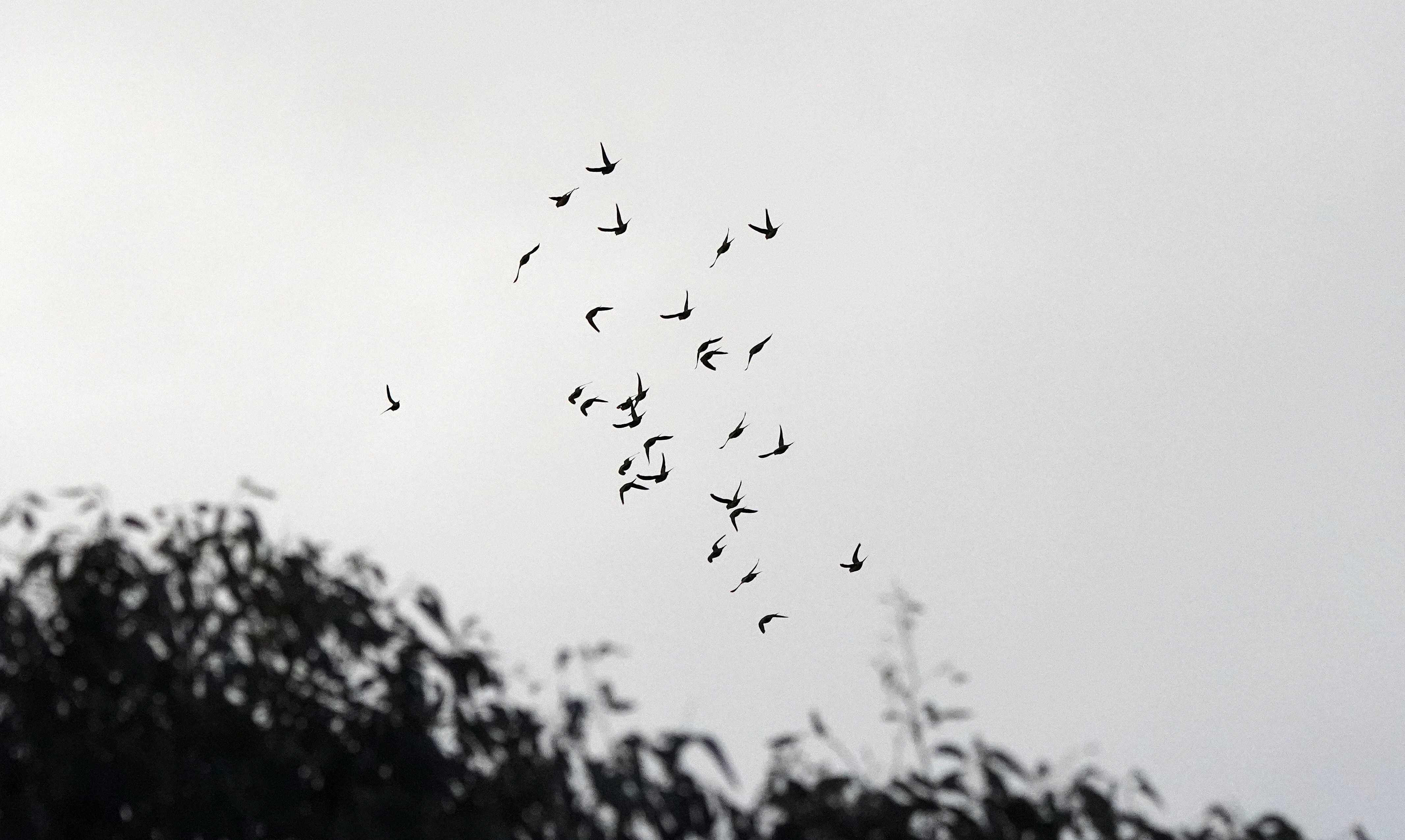 A flock of about 20 swift parrots fly above a forest