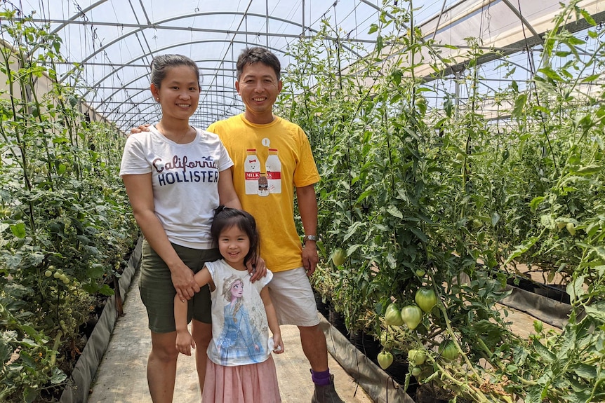 A husband and wife stand with their daughter in a greenhouse surrounded by tomato plants