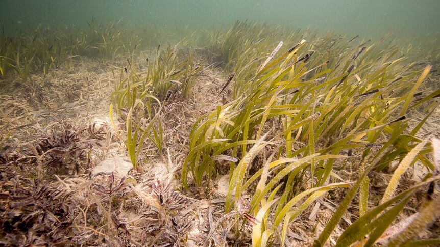 A close-up shot of seagrass on the ocean floor at Shark Bay.