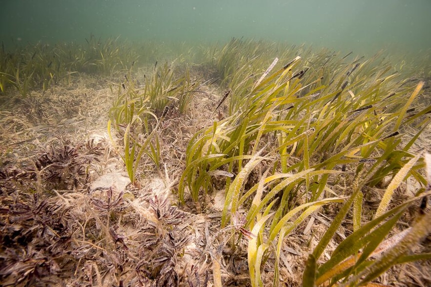 A close-up shot of seagrass on the ocean floor at Shark Bay.