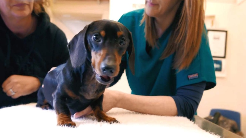 Little Trevor the Dachshund was in high spirits again after his operation.
