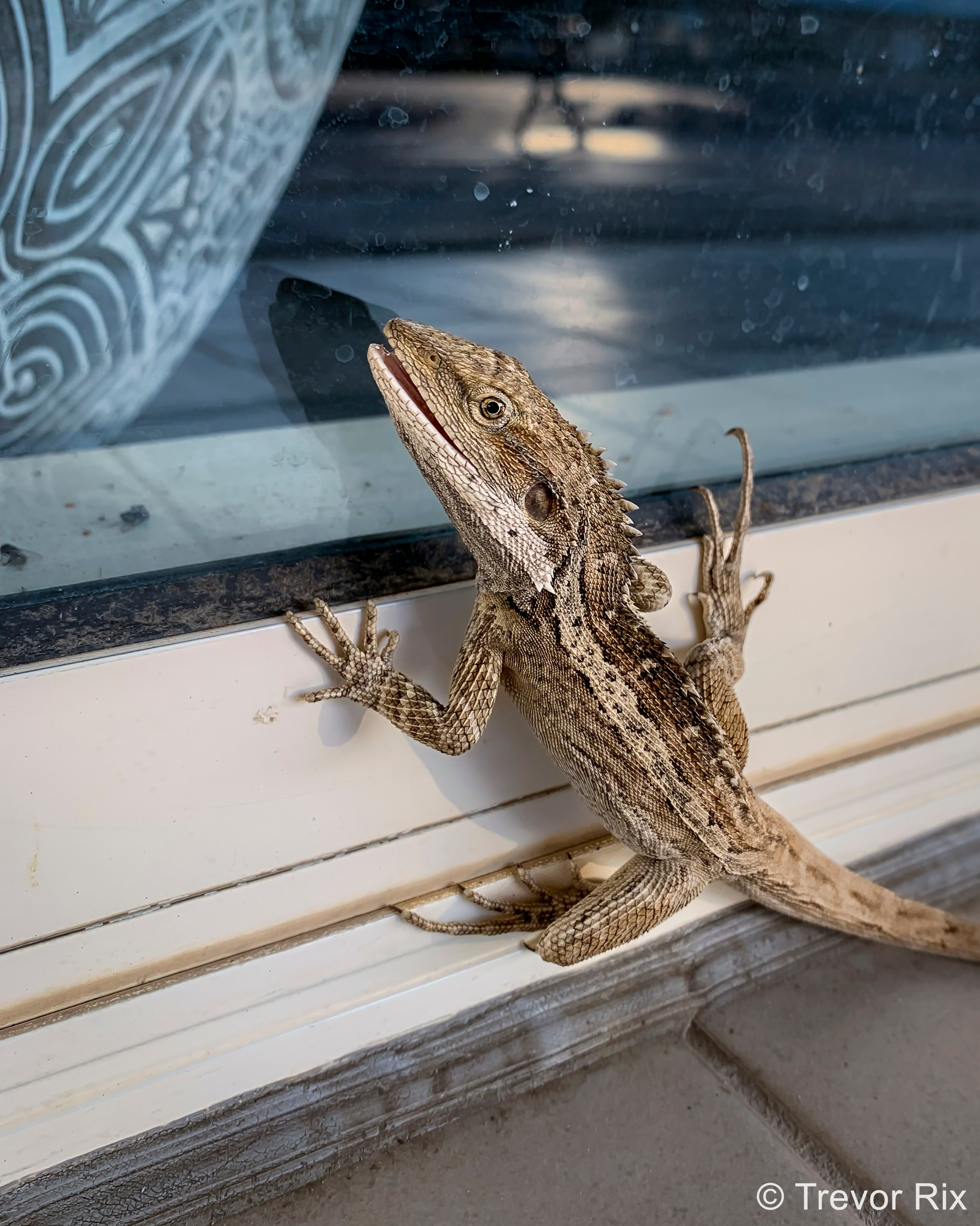 A lizard climbing on a window