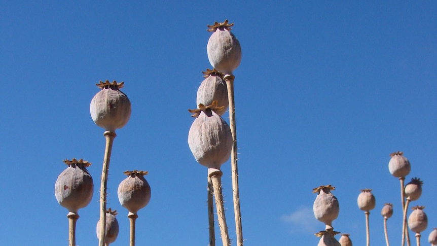 Desiccated poppy capsules against a blue sky