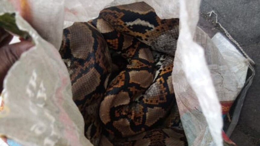 Salah satu kantong berisi ular seberat 15 kg yang ditemukan di asrama mahasiswa Papua di Surabaya.