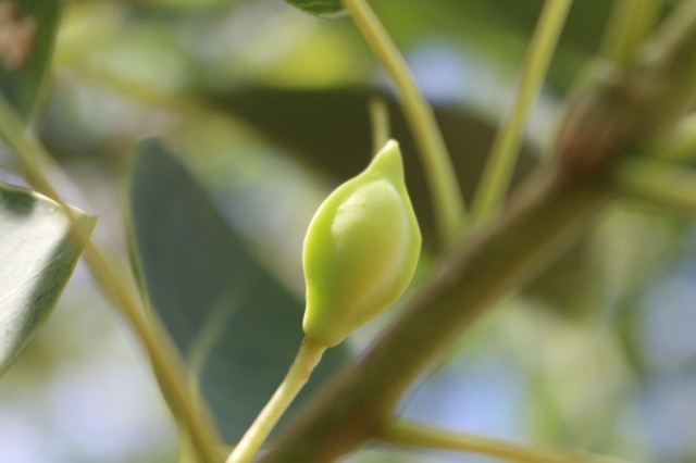 A close up shot of a green Kakadu plum hanging from a tree.