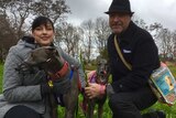 Melissa and John McLelland of Canberra own former racing greyhounds Frankie and Gigi.