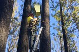 A man in a hard hat stands at the top of a ladder installing a wooden nest box on a tall tree trunk in a forest.