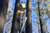 A man in a hard hat stands at the top of a ladder installing a wooden nest box on a tall tree trunk in a forest.