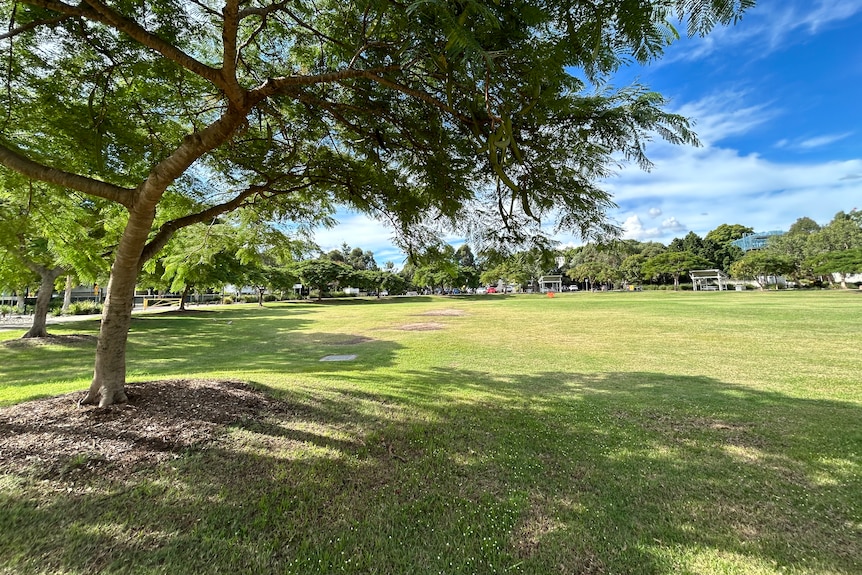 An image of a tree, green grass, blue sky, and white clouds.