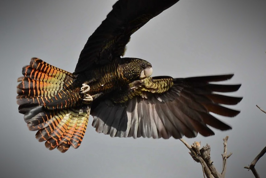 A black bird with red and yellow tail feathers in flight, branches and grey sky behind it