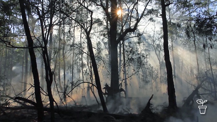 Bush with blackened eucalypts and thick smoke in the air