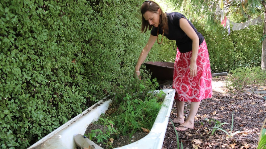 Alex leans over a bath tub full of growing green things.