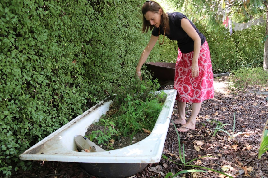 Alex leans over a bath tub full of growing green things.