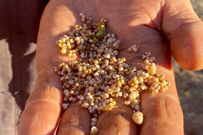 A hand shows tiny matchhead-sized snails. They are white and slightly conical. 