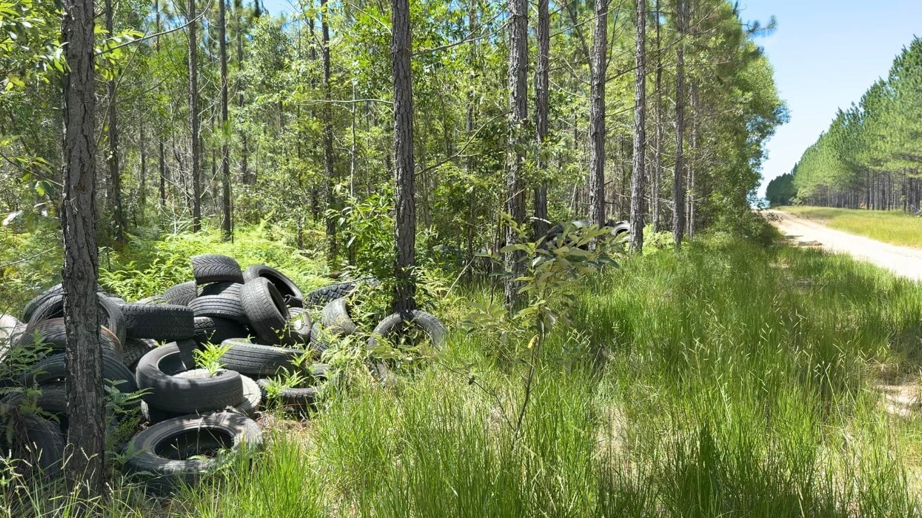 Los neumáticos se encuentran entre los árboles en el bosque estatal de Beerwah.