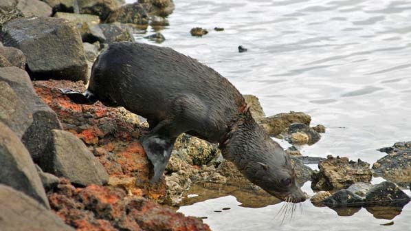 An Australian fur seal returns to the water in Tasmania.