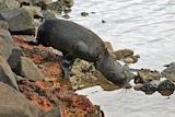An Australian fur seal returns to the water in Tasmania.