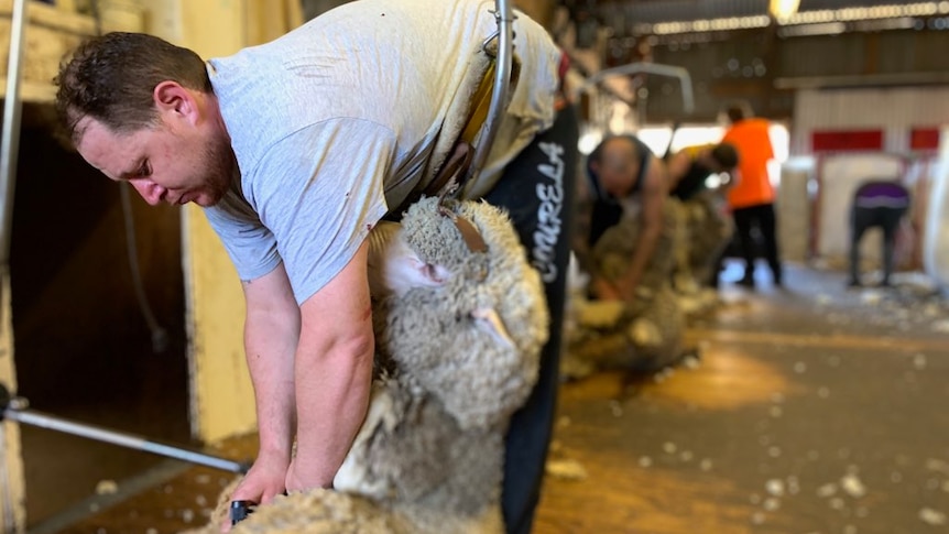 Man shearing a sheep