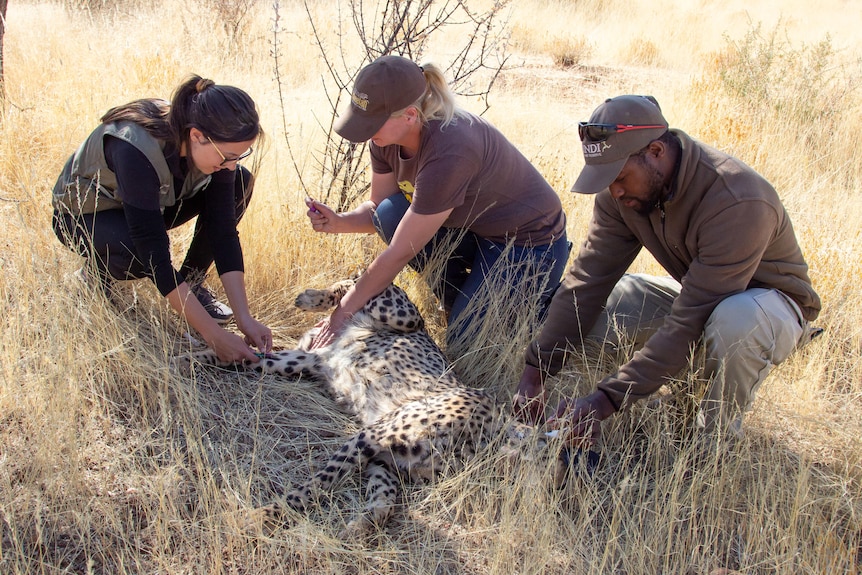 Vets draw blood from a cheetah to be transported.