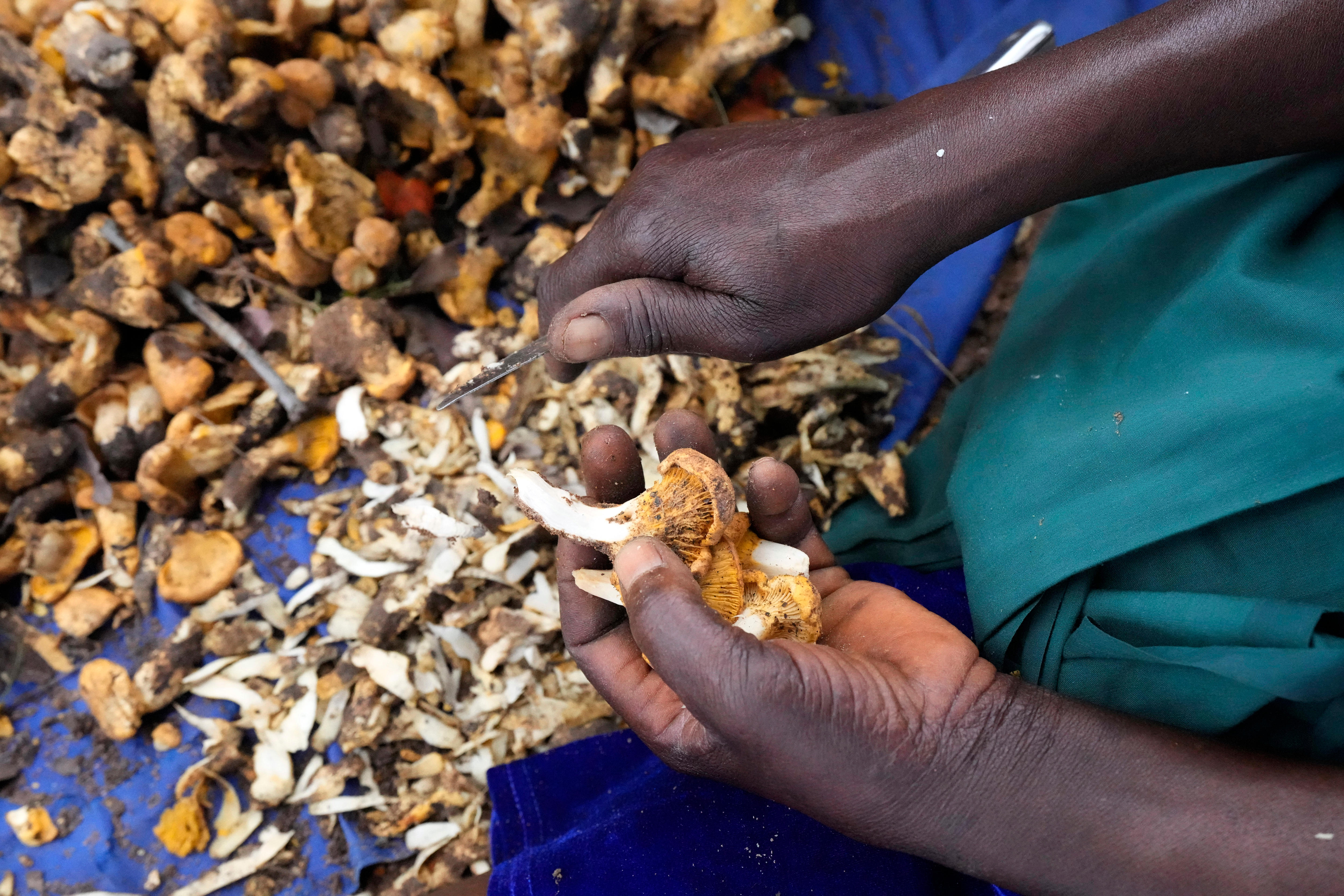 In Zimbabwe's rainy season, women forage for wild mushrooms ABC News