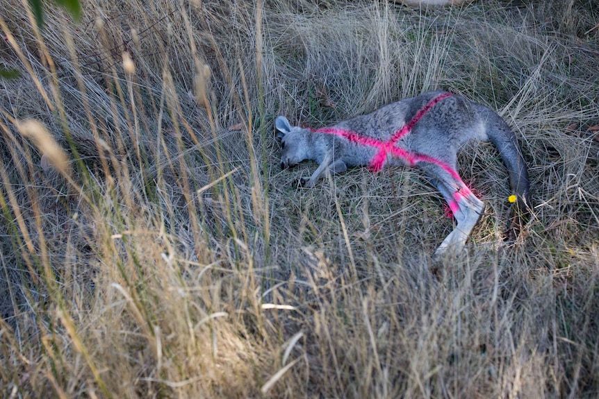 A dead roo marked with a pink cross lies in tall grass, a small yellow flower by its tail.