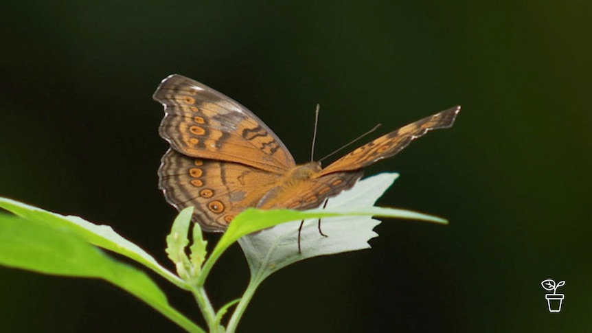 Orange and brown butterfly sitting on leaf with wings outstretched