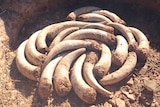 Cow horns filled with manure arranged in a hole.
