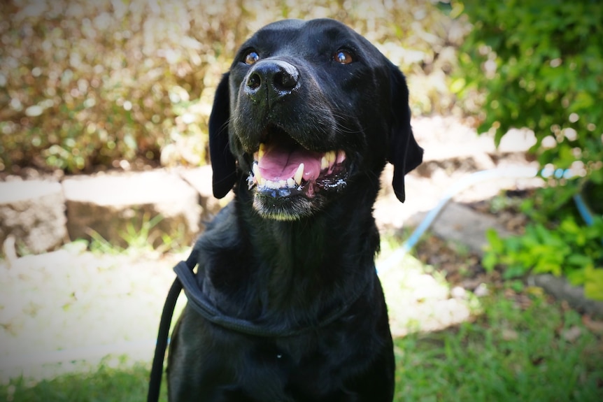 Close up of a black Labrador, looking up in front of a garden