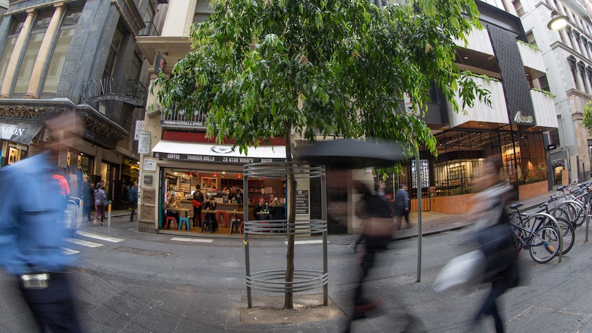 A tree grows in a Melbourne laneway, with coffee shops in the background.