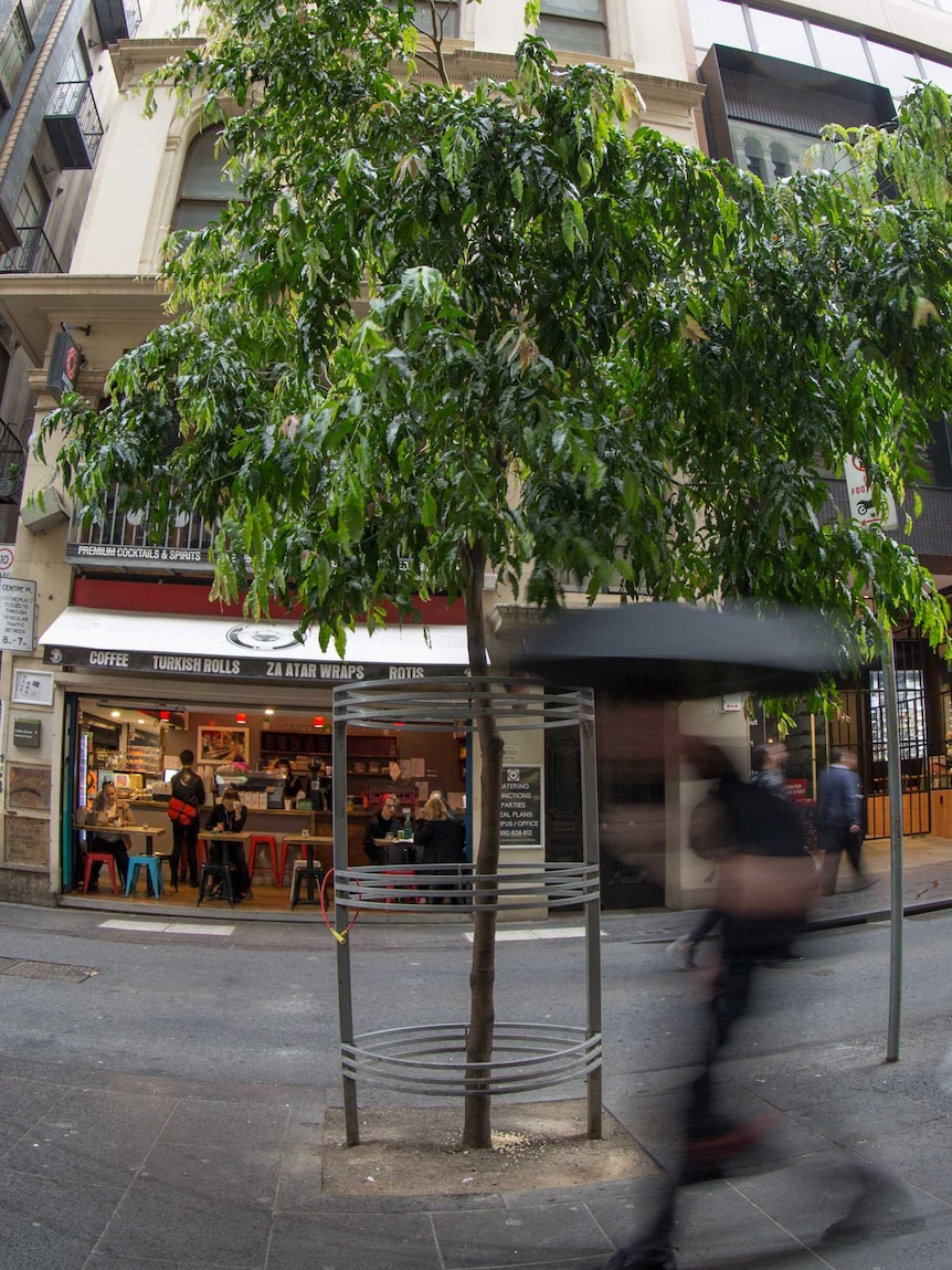 A tree grows in a Melbourne laneway, with coffee shops in the background.