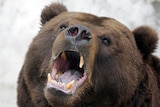 Russian brown bear generic