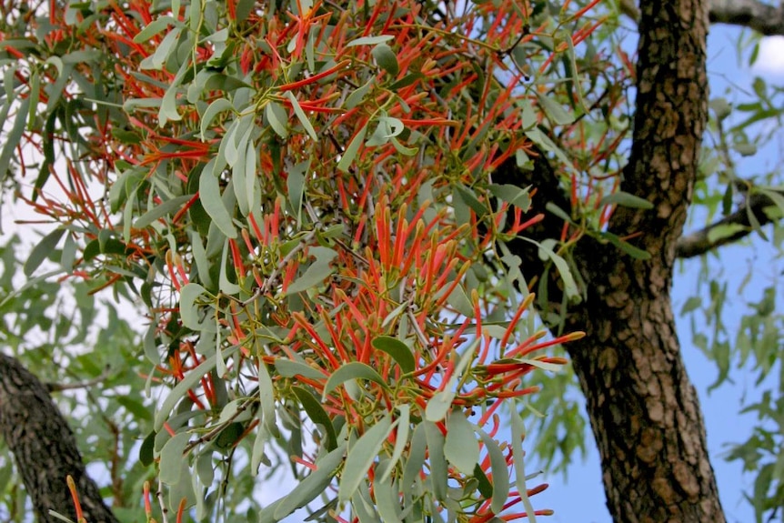 Orange flowers from mistletoe hanging from a tree it is growing on