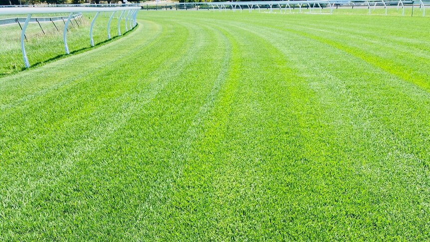 Lush grass on a racecourse.