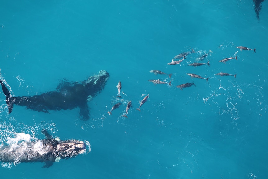 A pod of dolphins and two southern right whales